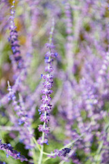 Obraz premium Provence field. Purple lavender bloom in nature. Composition of nature. Summer blooming flower. Blooming flower field. Field of lavender. Lavender flower in summer. Violet background