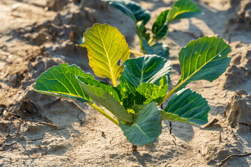 A young cabbage plant is growing in dry, cracked soil during the day. Sunlight shines on its green leaves in a rural setting