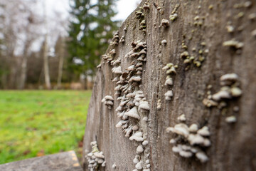 Fungi are present on the surface of a piece of wood located in a park setting. The background shows green grass and tall trees under a cloudy sky