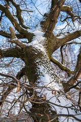 A mighty, gnarled tree trunk is covered in snow, its rough bark contrasting with the blue sky and bare branches in the winter light