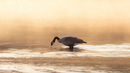 Canada Goose preying in water in the early morning
