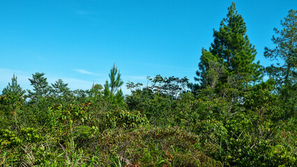 Tropical rainforest on volcanic islands during monsoon season. Mountain forest. coniferous species (Pinus merkusii) close to the subalpine meadow. Spice islands. Indonesia