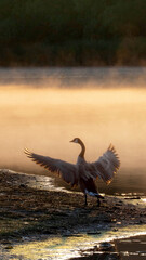 Canada Geese resting on the lake coast in the early morning