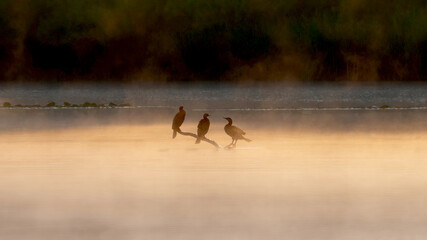Cormorants group on a branch over the water and above the mist of early morning