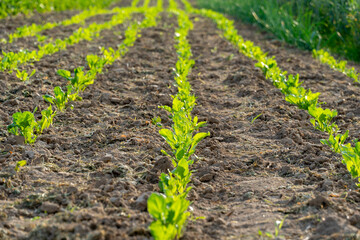 Young lettuce plants are growing in neat rows in a field. The ground is bare with rich soil and green grass is visible in the background on a sunny day