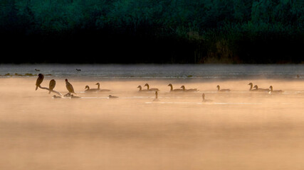 Cormorants group on a branch over the water and above the mist of early morning