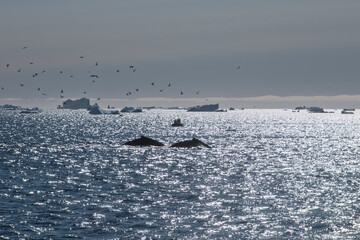 Pair of Humpback Whales Surfacing Near Observation Boat in Greenland © Michel