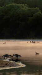 Canada Geese resting on the lake coast in the early morning