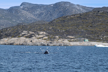 Obraz premium Feeding Humpback Whale with Mouth at Ocean Surface 