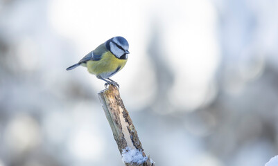 A vivid blue tit Cyanistes caeruleus perches on a snow-dusted branch, showcasing bright yellow chest and blue-green back. This serene winter scene captures delicate plumage © © Raymond Orton