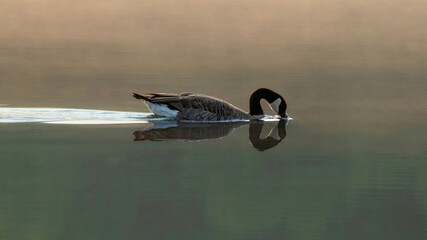 Canada Goose preying in water in the early morning