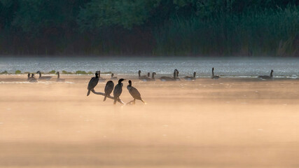 Cormorants group on a branch over the water and above the mist of early morning