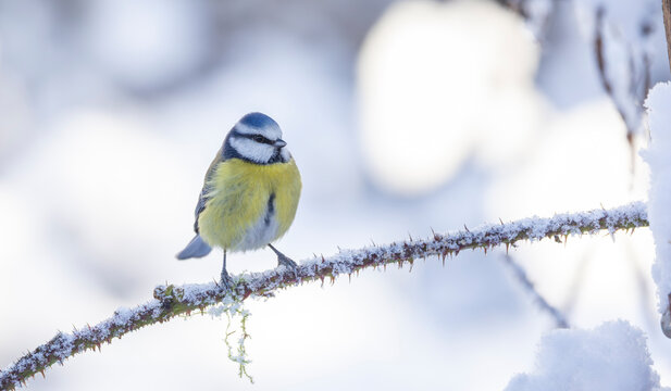 A vivid blue tit Cyanistes caeruleus perches on a snow-dusted branch, showcasing bright yellow chest and blue-green back. This serene winter scene captures delicate plumage