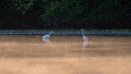 Egret preying in water in the early morning