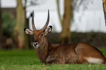 Fototapeten Antilope male impala antelope  © Sajad