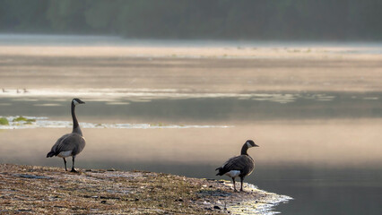 Canada Geese resting on the lake coast in the early morning
