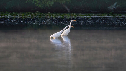 Egret preying in water in the early morning