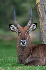 impala antelope portrait © Sajad