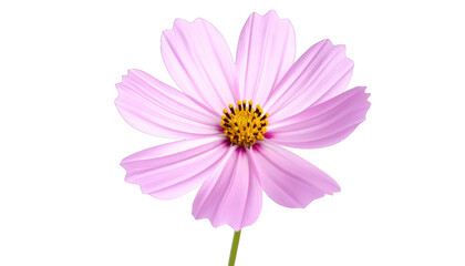 Fototapeta premium A delicate pink flower with prominent yellow center blooms in isolation, captured from a direct front viewpoint, exemplifying nature's elegance