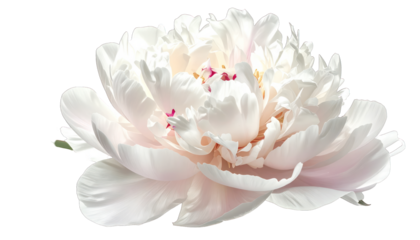 Close-up of a fully bloomed white flower with layered petals, on a black background