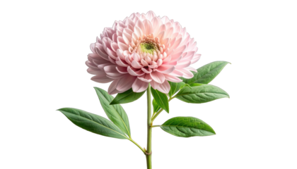 Isolated pink bloom with green leaves and stem against a stark black backdrop