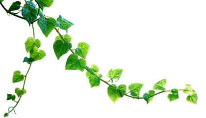 A meandering green vine with heart-shaped leaves against a stark black background
