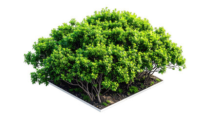 Isometric view of a lush green bush with leafy foliage and exposed branches