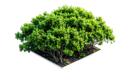 Isometric view of a lush green bush with leafy foliage and exposed branches