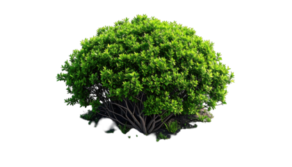 Lush, dense, green shrub with detailed foliage, dark branches, and isolated background