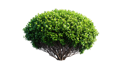 Isolated, round, bushy green plant with numerous small leaves and brown stem base