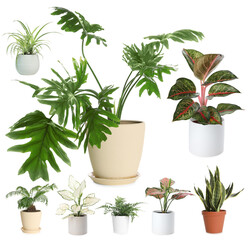 Different house plants in pots isolated on white, collection © New Africa