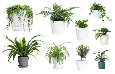 Fototapeta premium Different house plants in pots isolated on white, collection