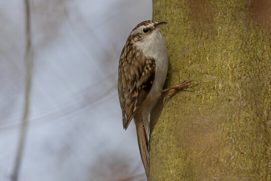 Eurasian treecreeper (Certhia familiaris)
