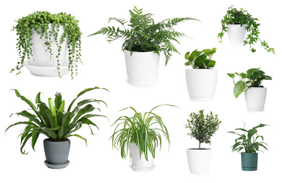 Different house plants in pots isolated on white, collection