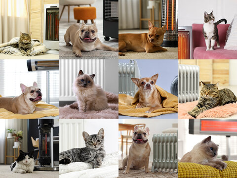 Cute dogs and cats warming in winter, collage. Animals with blankets and heaters