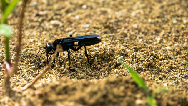 A black burrowing wasp, sand wasps (Sphecidae) in search of a place to burrow. Bunaken national park. Sulawesi