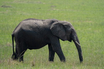 Fototapeta premium Baby Elephant in Kenya