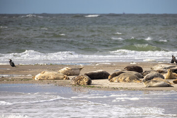 Eierland, De Cocksdorp, Texel, The Netherlands, Oktober 28th, 2024, Seals are lazily lounging on a sandy beach with gentle waves lapping at the shore and a serene ocean backdrop