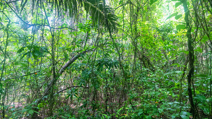 Fototapeta premium Tropical rainforest on volcanic islands during monsoon season. Coastal forests. Lots of woody undergrowth. Spice islands. Indonesia