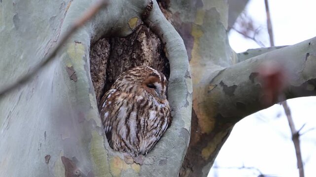 Tawny owl in the winter forest. Strix aluco. An owl sits on the edge of the nest. Close up.