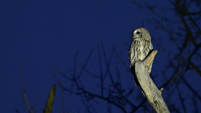 Tawny owl Strix aluco rest on a tree branch.The bird flew off the tree trunk. Slow motion. Close up.