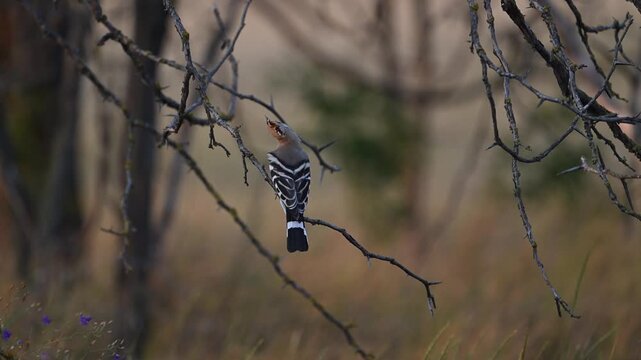 Eurasian hoopoe Upupa epops. Wildlife scene Slow motion. A bird flies down from a tree.