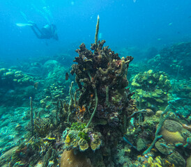 Underwater view of vibrant coral reef formations with tube corals, sea fans, and colorful tropical fish while scuba diving in Islas del Rosario, Colombia, Caribbean Sea