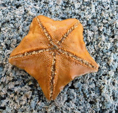 Sea star (Patiria pectinifera, red). Sea of Japan. Siberian coast, Far East. Omnivorous scavengers, predators. Discovering corpse of large animal, they turn stomach onto it and digest it outside body