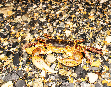 Opportunistic omnivore, eurythermic, euryhaline invasive species Asian shore crab Hemigrapsus sanguineus on rocks, such as between boulders on rocky shores. Coast of Sea of Japan, Nakhodka port
