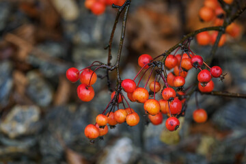 Small orange devil&rsquo;s apples on a tree twig.
