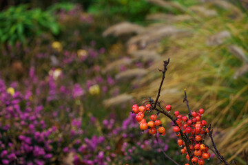 Small orange devil&rsquo;s apples on a tree twig.
