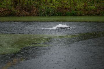 Aeration of a pond with green algae in the rain.
