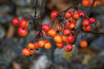 Small orange devil&rsquo;s apples on a tree twig.

