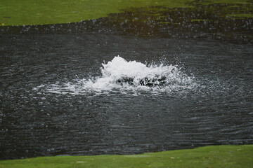 Aeration of a pond with green algae in the rain.
